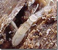 Sản xuất năng lượng từ ruột mối