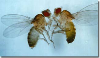 Giao phối đồng giới ở ruồi giấm