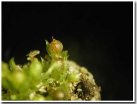 Rêu – siêu phẩm dành cho cơn đói