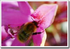 Kẻ thù cũng có ích