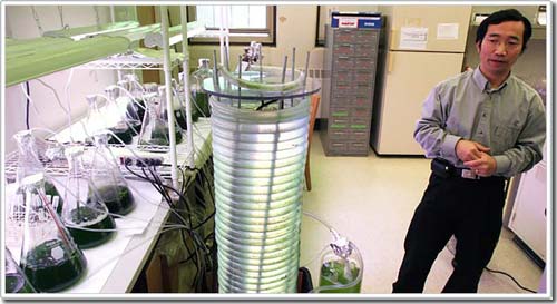 Nhiên liệu từ rong biển