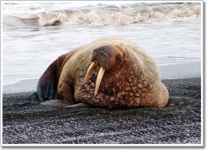 Băng tan có thể gây hại cho hải mã