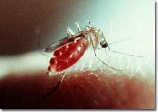 Kiểm soát côn trùng có hại nhờ “công tắc” giới tính