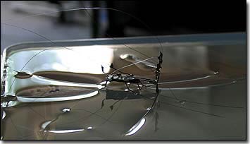 Khám phá bí ẩn đi trên mặt nước