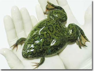 Những thí nghiệm lạ lùng