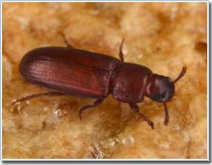 Côn trùng sống ẩn mình dễ thích nghi với bóng tối