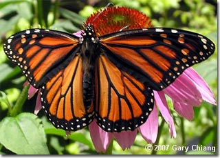 Đồng hồ sinh học dẫn đường cho bướm chúa