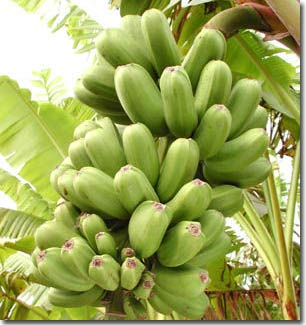 Khám phá ra năng lượng của chuối