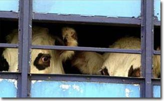 Mỹ, EU bật đèn xanh cho thực phẩm vô tính