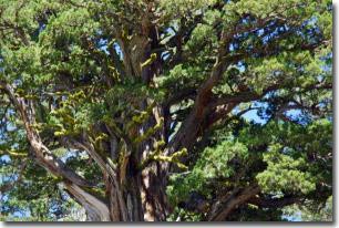 Thách thức quá trình lão hoá