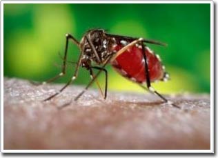 Nghiên cứu phương pháp diệt muỗi mới