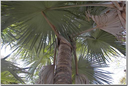 Cọ khổng lồ trên đảo Madagascar