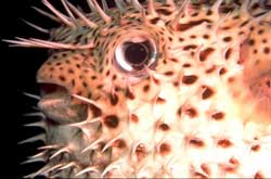 Cá nhím Diodon hystrix