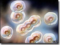 Sẽ lập bản đồ ADN của 1000 người