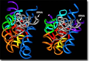 Biến đổi gen dù nhỏ cũng gây hậu quả lớn