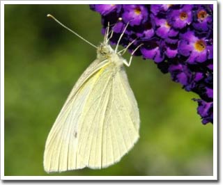 Cấu trúc màu sắc đôi cánh loài bướm