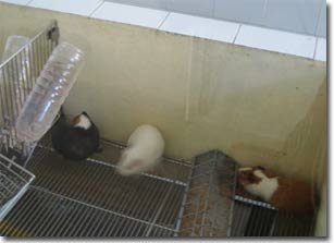 Chuột giúp ngành vắc-xin phát triển