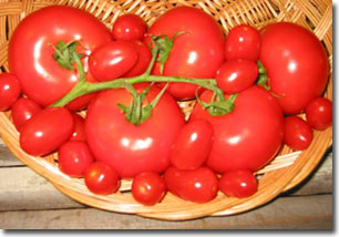 Tác động của protein thành tế bào trong trái cây