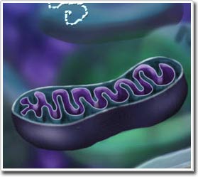 Tạo ra phôi người chứa DNA từ 2 phụ nữ & 1 đàn ông