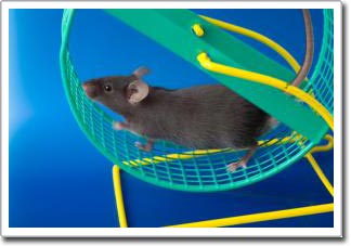 Phòng chống các bệnh tuổi già: Tiêu hao năng lượng hơn là ăn kiêng