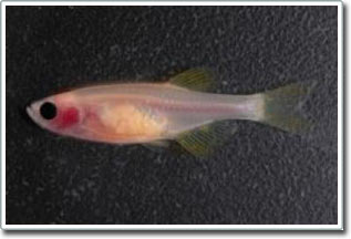 Nghiên cứu cá ngựa vằn trong suốt