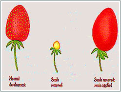 Từ chất kích thích tăng trưởng auxin đến thuốc diệt cỏ