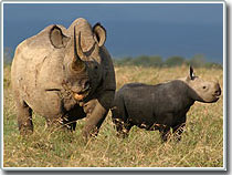 Chú tê giác mang tên Kofi Annan