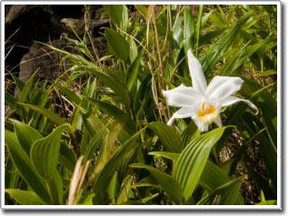 “Mã vạch” DNA dùng trong nhận diện thực vật