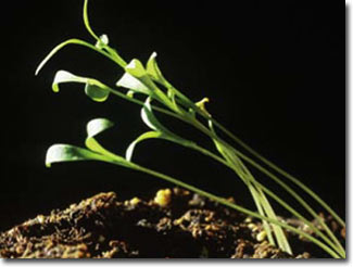 Chất kích thích sinh trưởng còn nhiều tranh cãi về độc tính