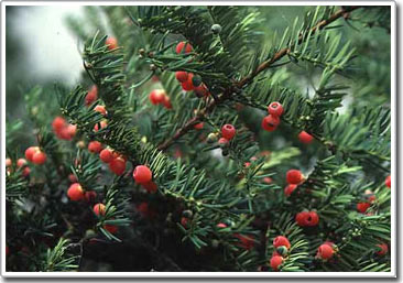 Thông đỏ được bảo vệ đặc biệt tại Lâm Đồng