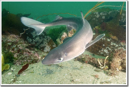 Biển ấm lên có thể kéo cá mập đến Nam Cực: Những hậu quả nghiêm trọng tiềm tàng