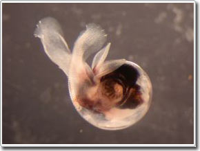 Những sinh vật biển bé nhỏ báo hiệu thay đổi khí hậu