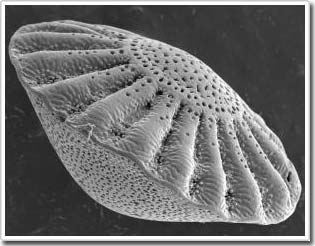 Liệu bí ẩn của những dải băng Nam Cực đã được giải đáp?