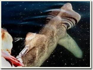 Cá mập di chuyển một cách kỳ lạ để tìm thức ăn