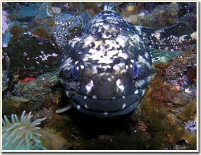 Lần đầu tiên phát hiện cá ngủ đông