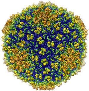 Hình ảnh virus 3D có độ phân giải lớn nhất từ trước đến nay