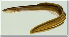 Thay đổi điều kiện biển ở Sargasso gây ảnh hưởng đến ngành đánh bắt lươn