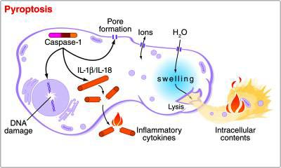 Cơ chế cảnh báo và tự hủy của tế bào khi nhiễm độc hoặc bệnh tật