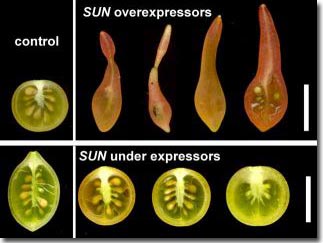 Khám phá loại gien hình thành hình dáng trái cây