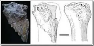 Giant rhino fossil reveals Anatolia was not isolated 25 million years ago
