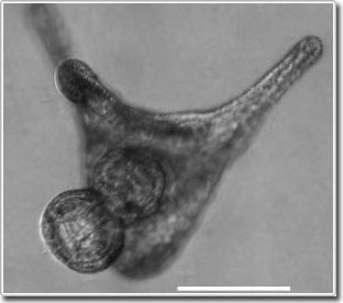 Ấu trùng Đôla cát nhân vô tính nhằm đánh lừa kẻ thù