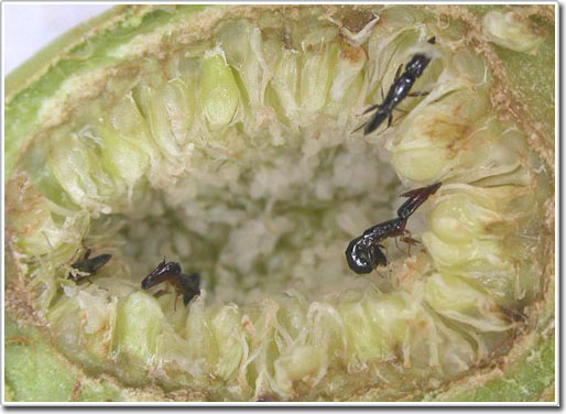 Ưu điểm của động thực vật ký sinh.