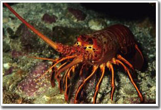 Luật của tiến hóa là sự phức tạp hóa