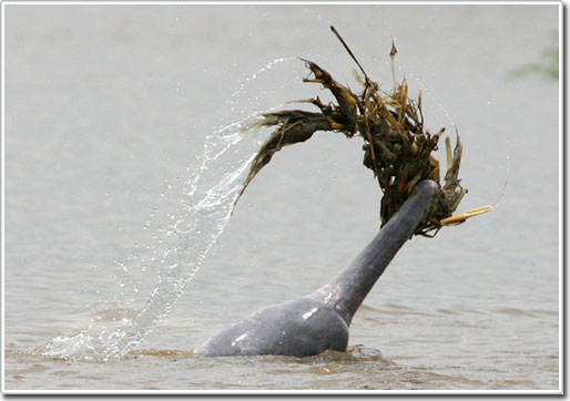 Cá heo tán tỉnh bạn tình bằng... rác