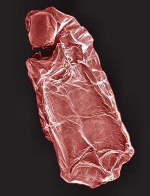 Chiến thuật sinh tồn của một loài ấu trùng ruồi châu Phi