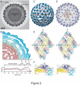 Khám phá quá trình trưởng thành và lây lan của virus sốt xuất huyết