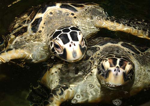 Động vật cũng có tính cách