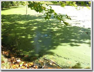 Tảo sẽ trở thành nguồn nhiên liệu hyđrô chủ chốt trong tương lai