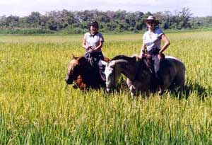 Đột biến gien tạo nên mùi thơm của gạo hương lài