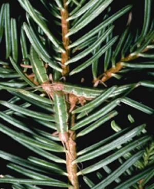 Chọn lọc tự nhiên thúc đẩy sự hình thành loài